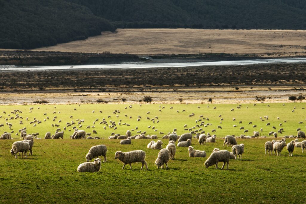 Eurosheep