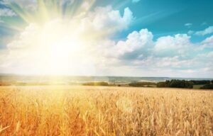 Agriculture agroalimentaire