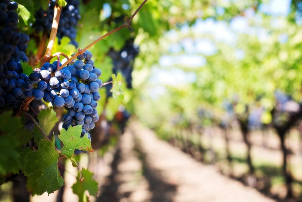 viticulture innovation